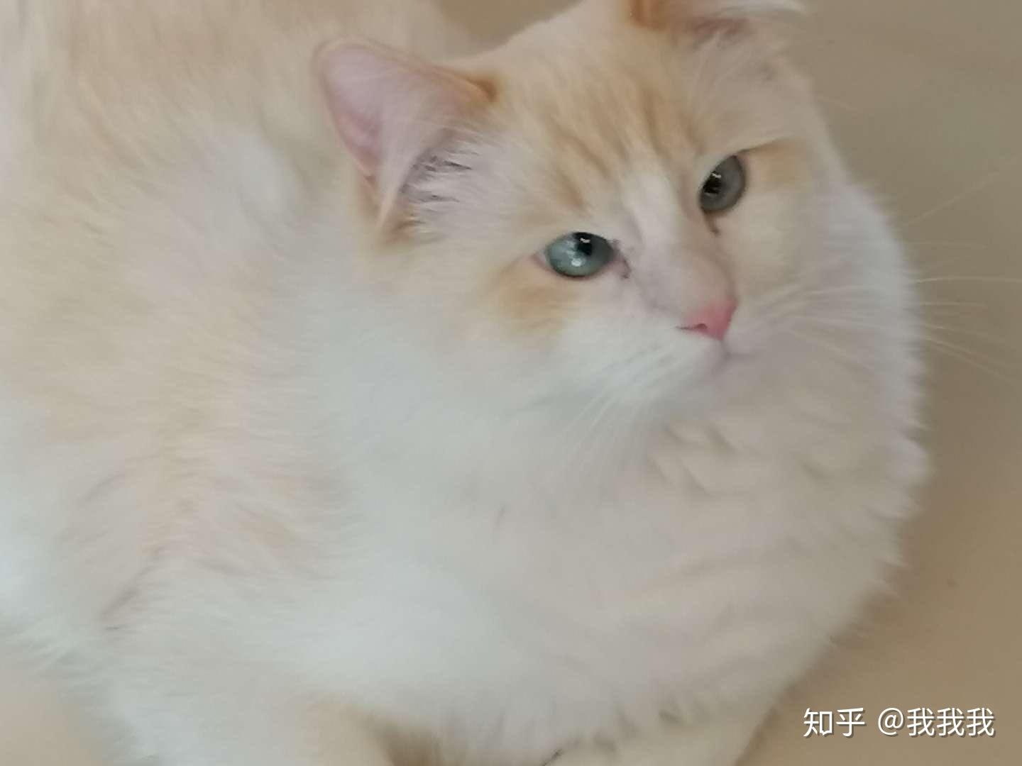 布偶和橘猫生出来的小猫会是什么样的