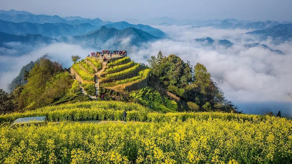 全国油菜花观赏指南，16处惊艳眼球的油菜花田，你想去哪个？ - 知乎