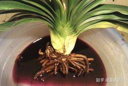 盆栽烂根的3大表现,和急救方法,养花的人都应该知道! - 知乎