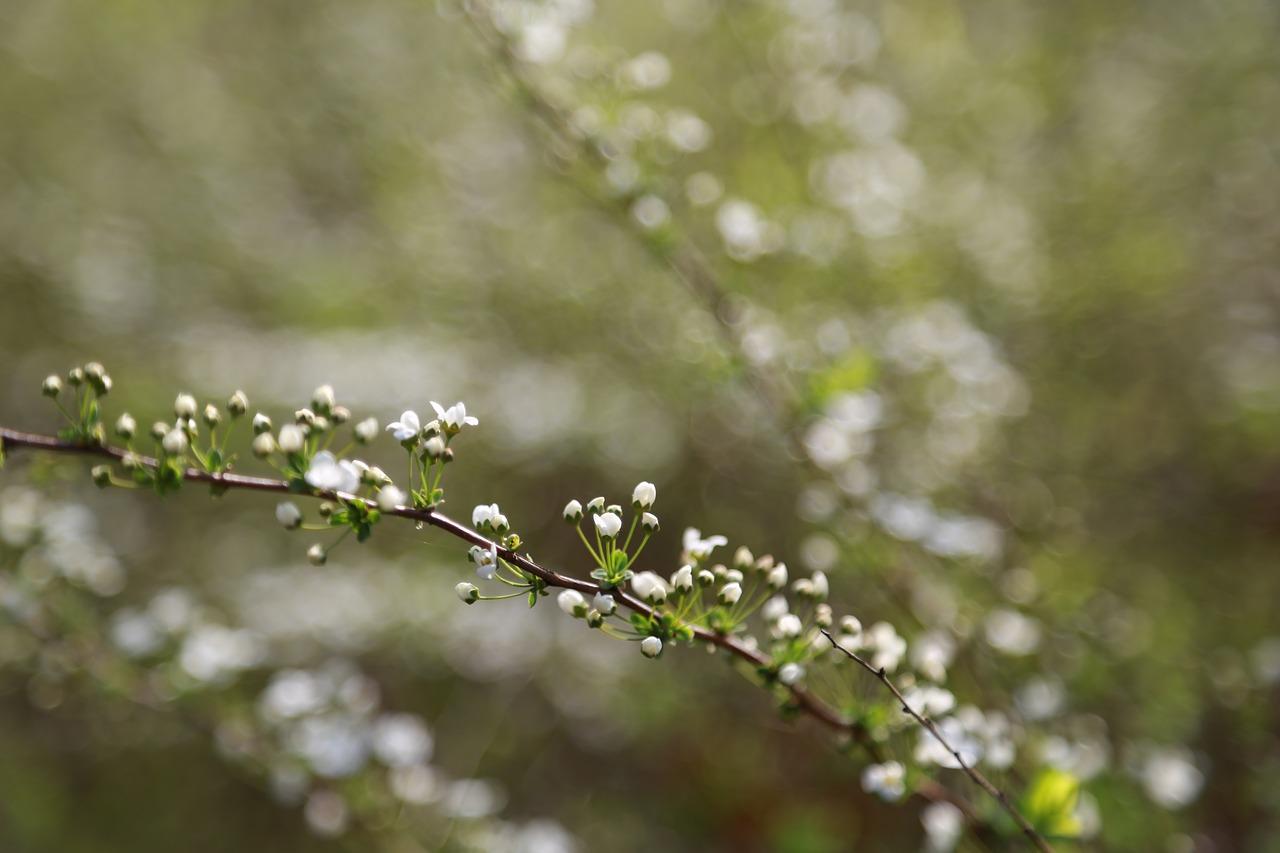 沈阳康城春天里怎么样