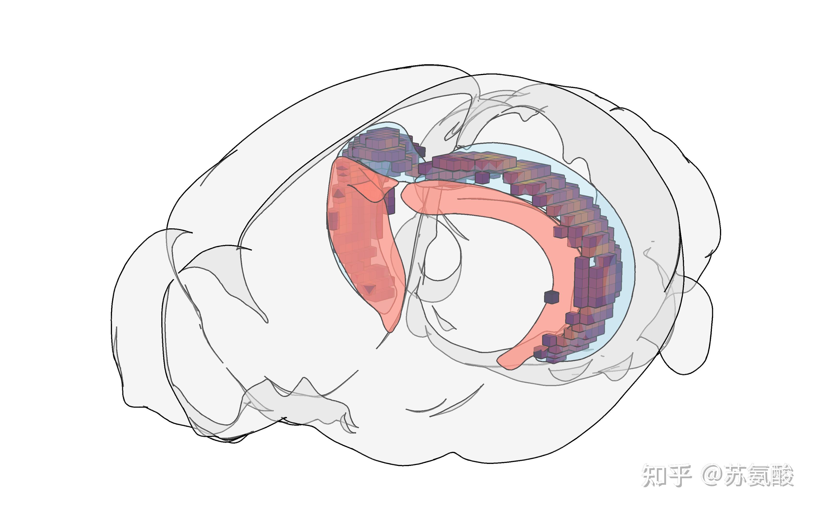 神经科学论文中那些脑区图是怎么画的呀，用Allen脑图谱吗？ - 知乎