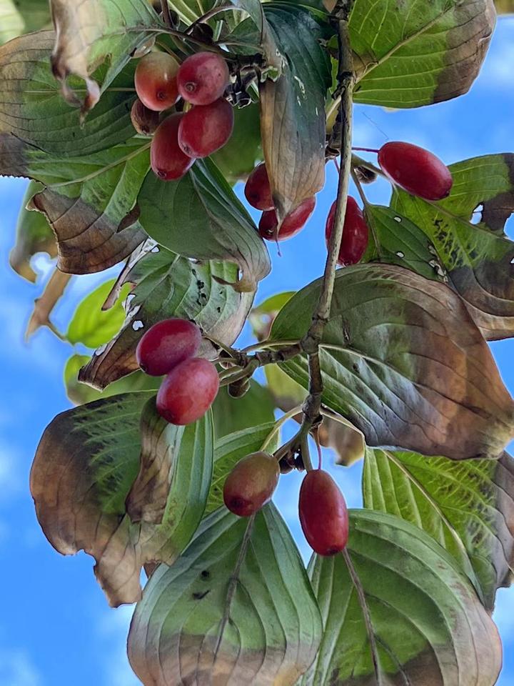 重阳节的山茱萸