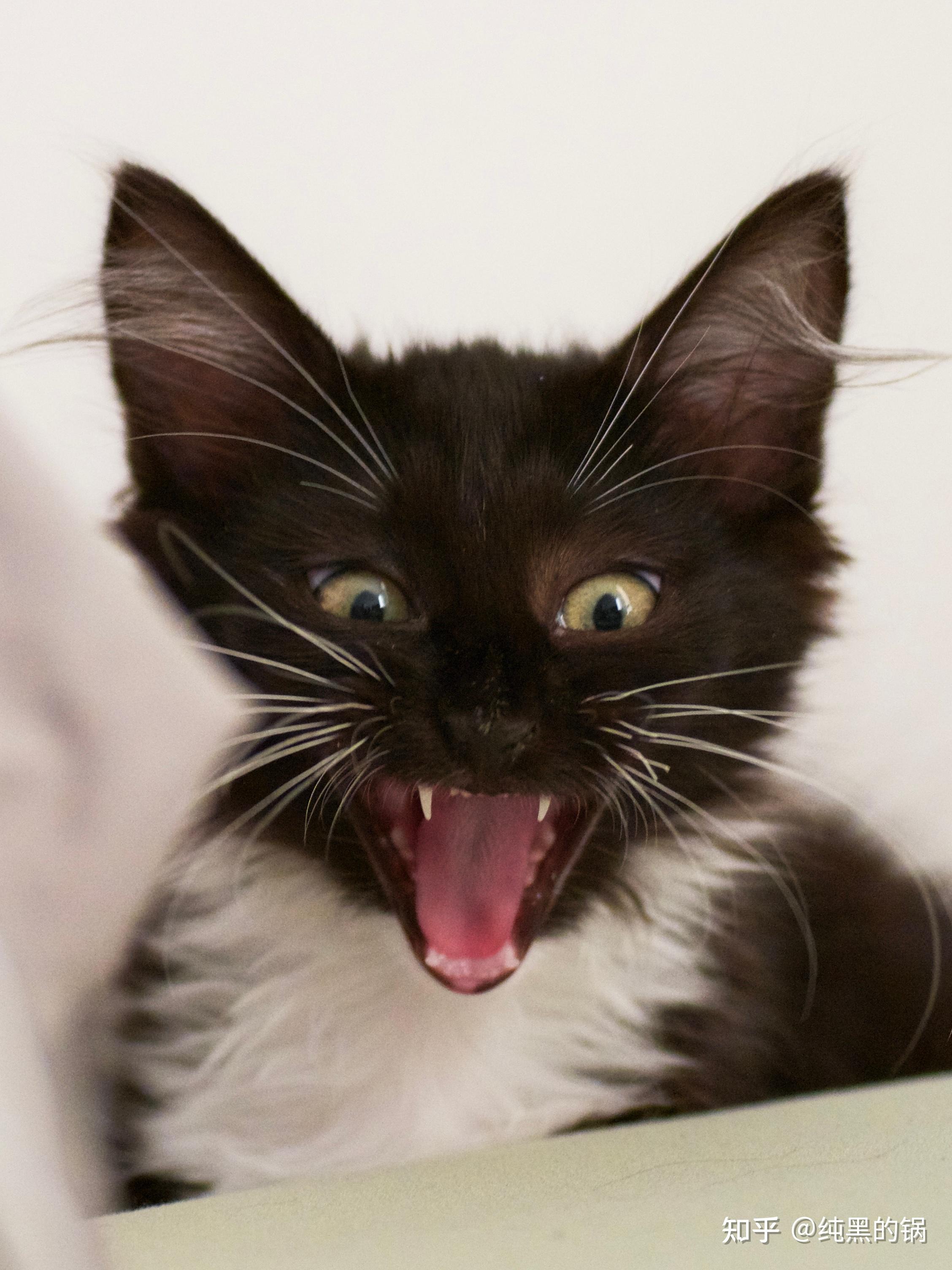 可以分享一张你家宠物笑起来样子的照片吗