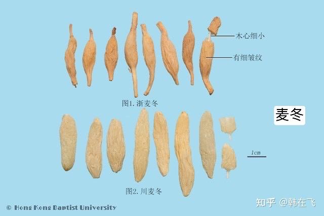 天门冬-麦门冬-山麦冬-神农本草经 - 知乎