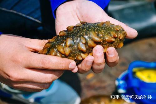 血糖高的老年人是否可以长期吃海参?