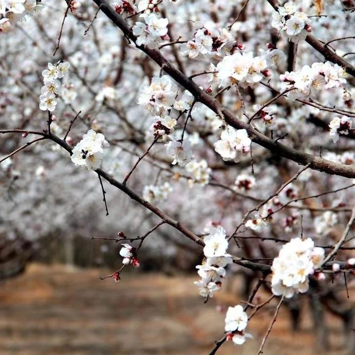 新疆吐鲁番杏花绽放图片