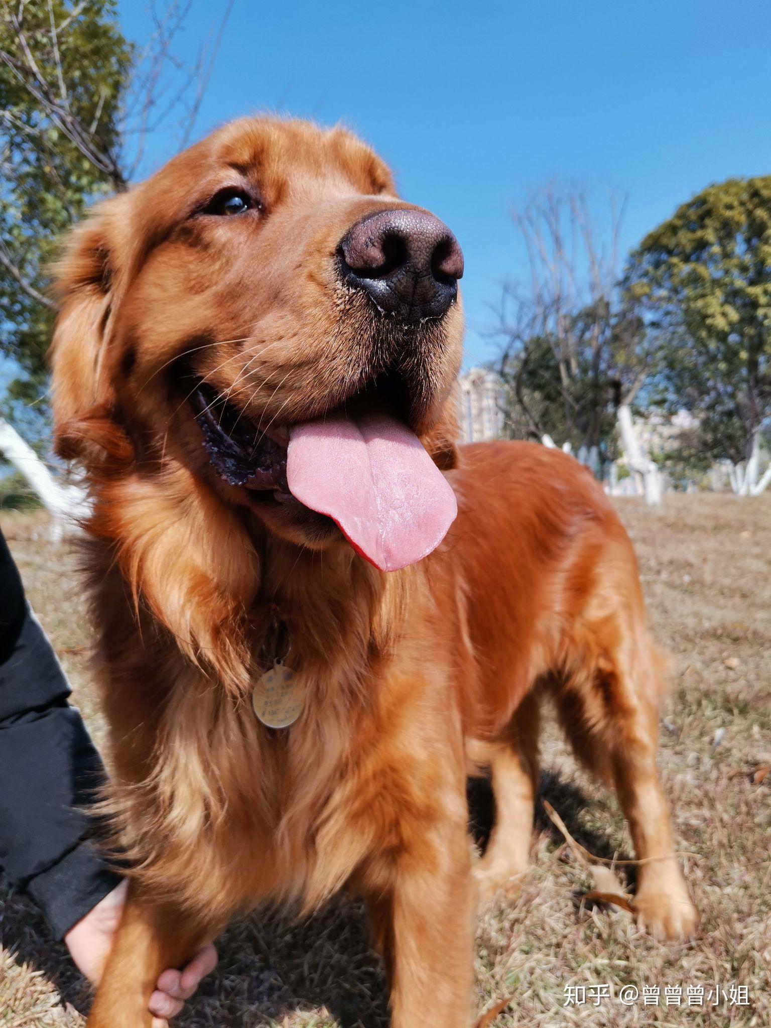 狗粮博纳天纯和纯粹哪个好