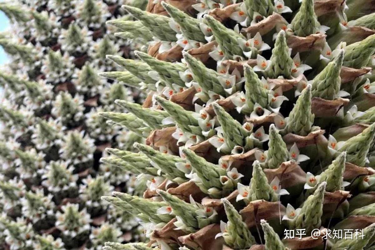 “食羊树”莴氏普亚凤梨：遇到高温原地自燃，还特别喜欢吃羊 - 知乎