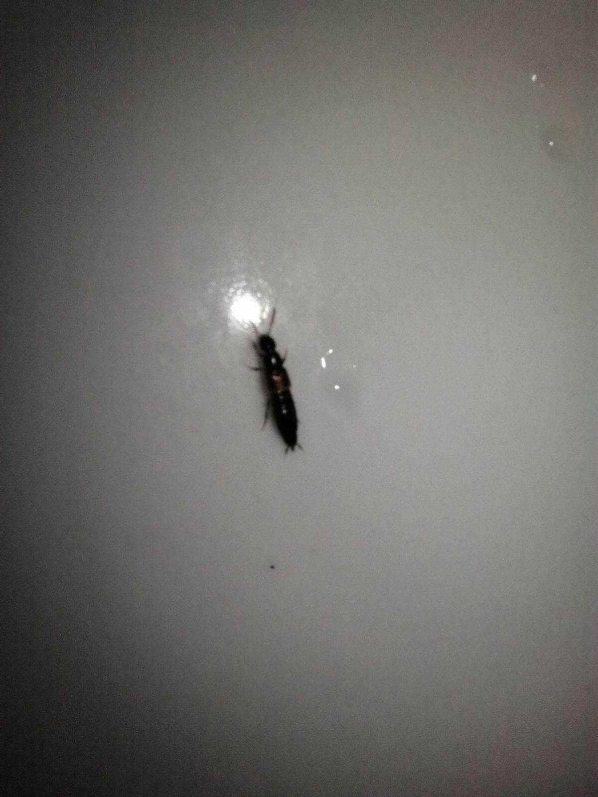 家住在一楼,这两天发现好多这个小虫子,有点像蚂蚁但是它有小翅膀求