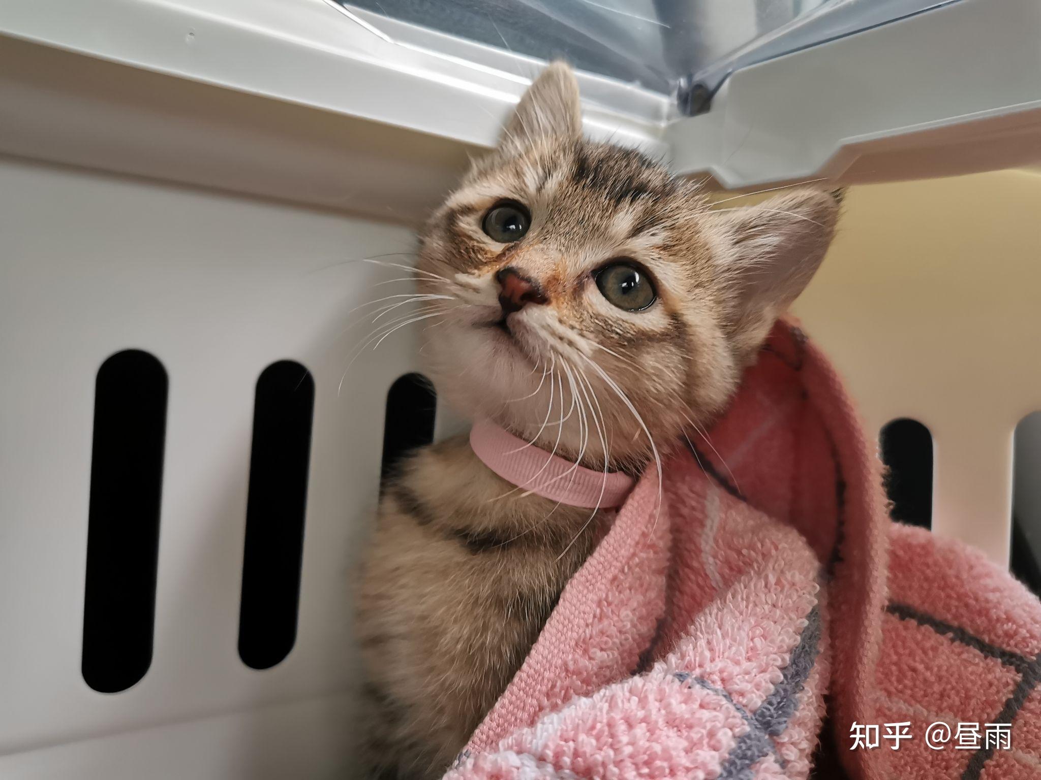 养雀猫(麻猫)是一种怎样的体验? - 知乎