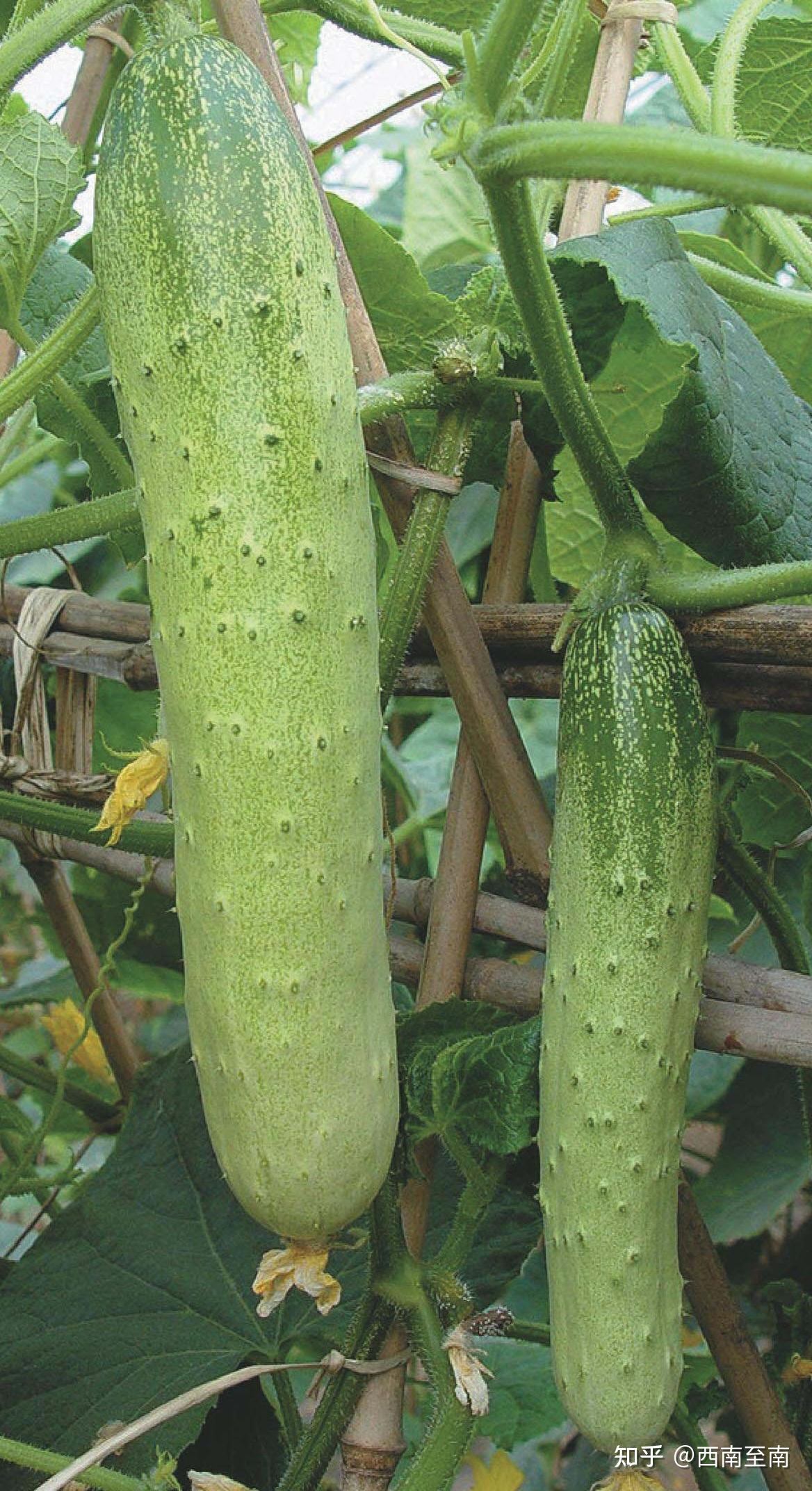 黄瓜是绿色的为什么叫黄瓜