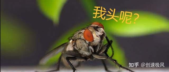苍蝇为什么把自己的头拧下来?