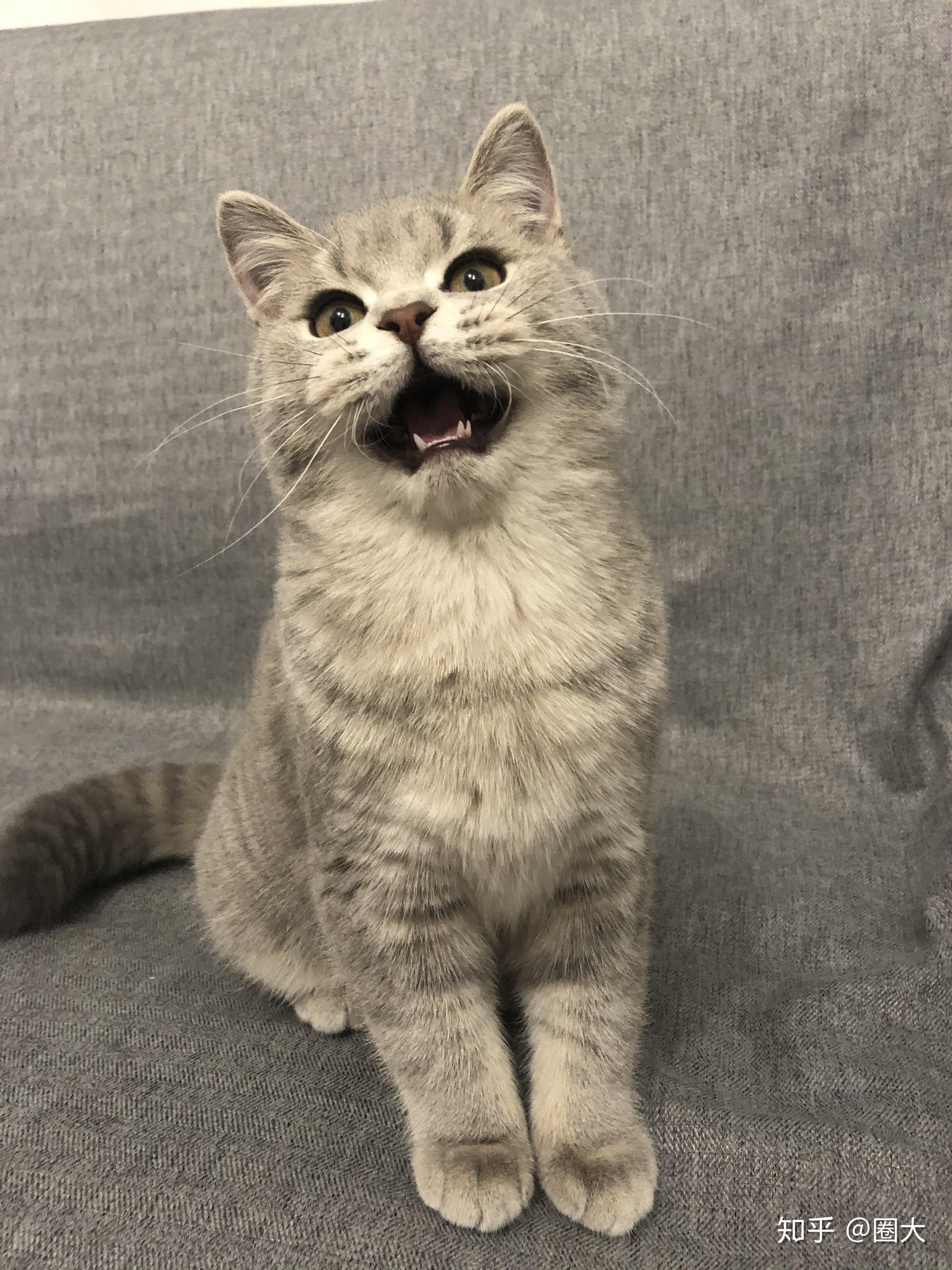养苏格兰立耳猫是什么体验? - 知乎