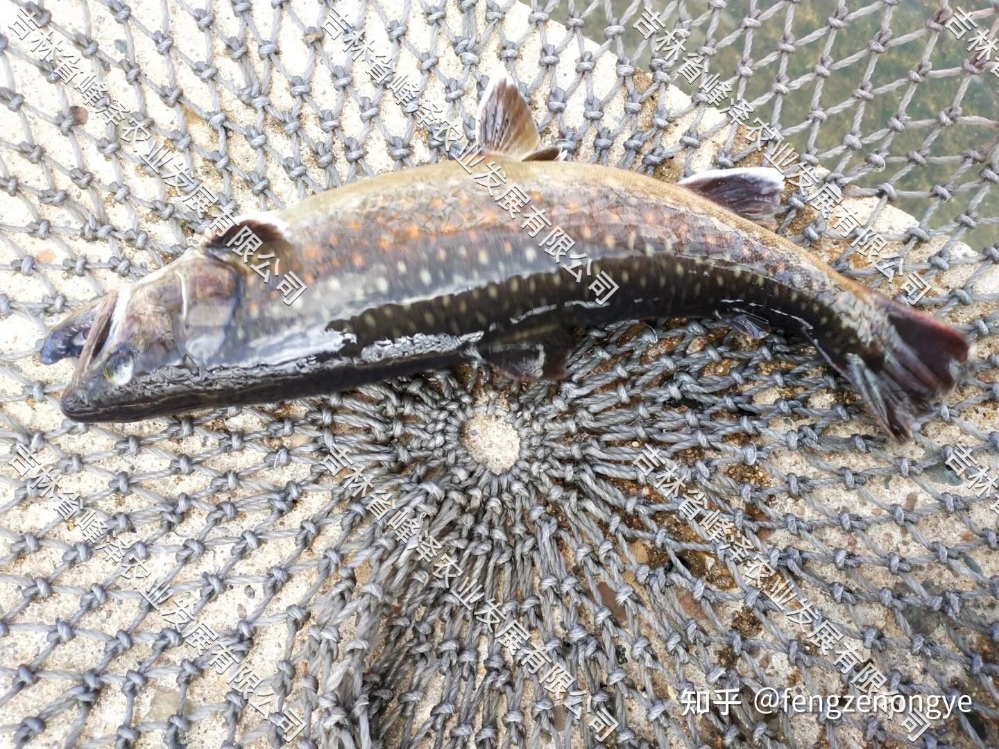 花羔红点鲑养殖技术,花羔红点鲑种苗孵化,花羔红点鲑繁育基地?