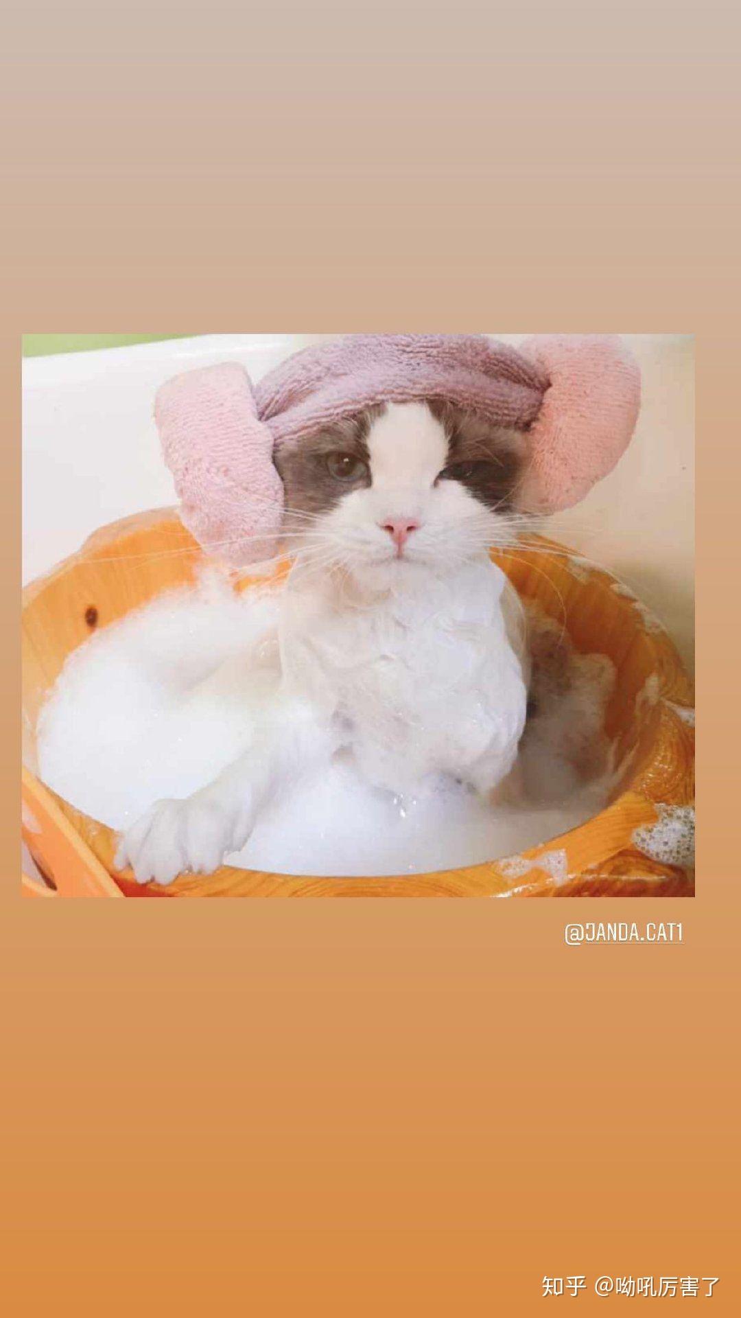 如何区分blackpink成员lisa的两只布偶猫