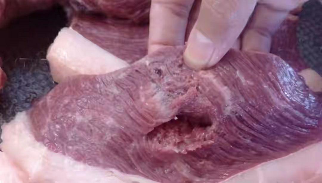 如果吃了腐烂的肉会有什么后果? - 知乎