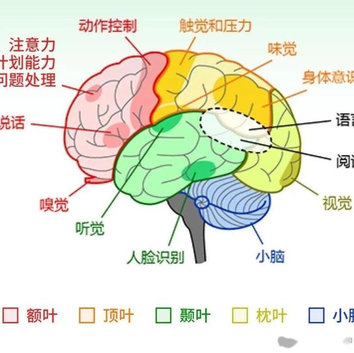 掌控你思维感知和生命的地方