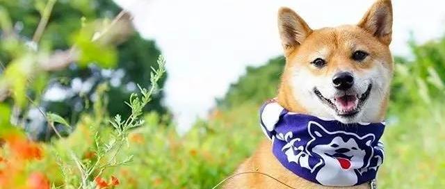 生肖狗2月1日运势(2021年2月份属狗运势)