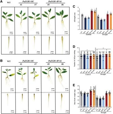 Plant Physiol | DAP-seq助力揭示杨树根系抗旱新机制 - 知乎
