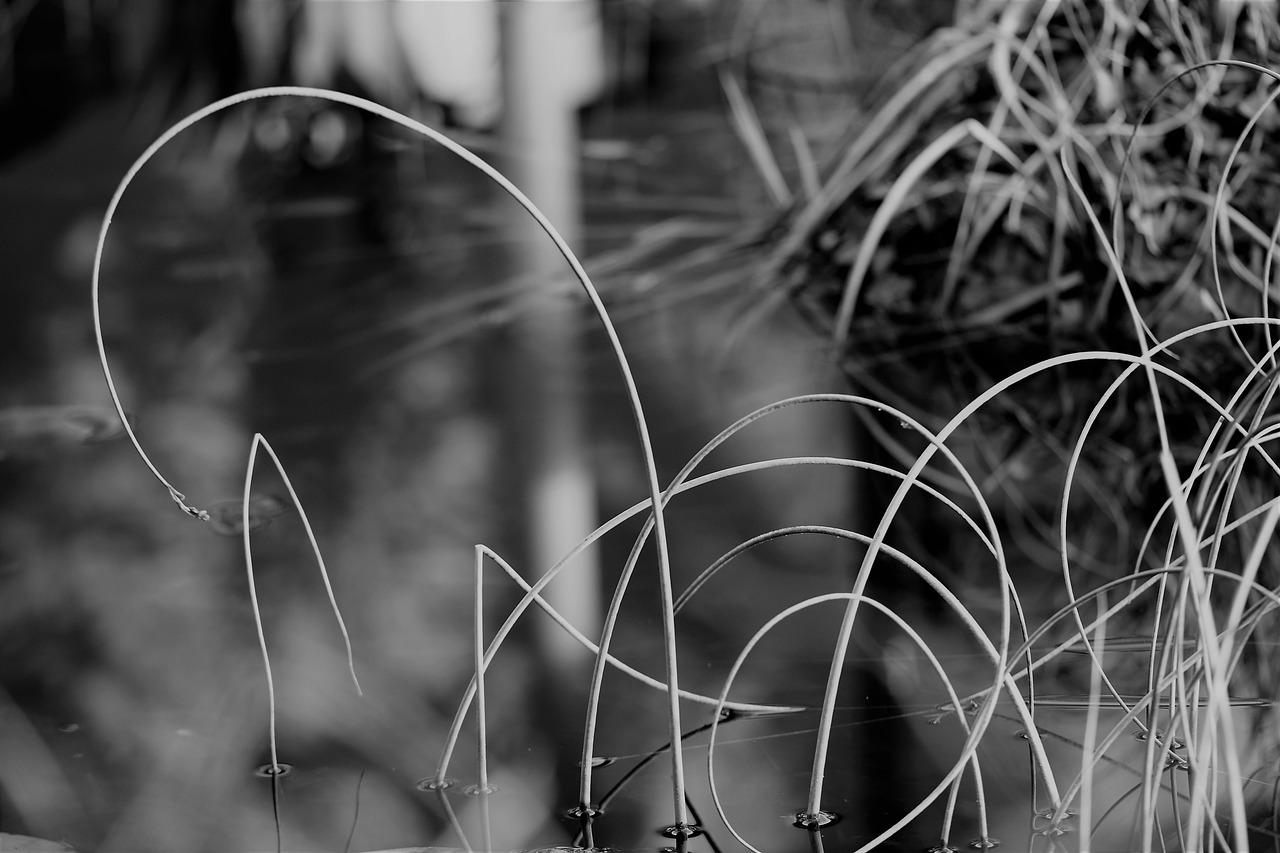 4. 棕竹养护方法