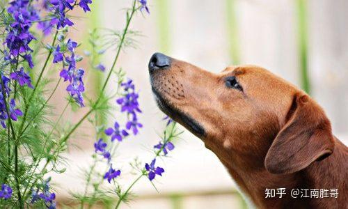 sniff 和 snuff在用法和意义上有什么区别?