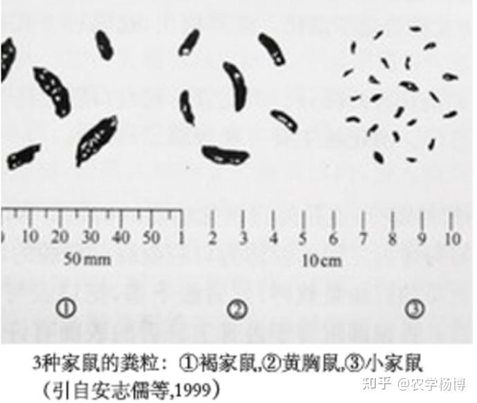 请问专业人士这是老鼠屎吗? - 知乎