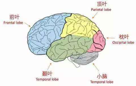枕叶解剖结构及生理功能 - 知乎