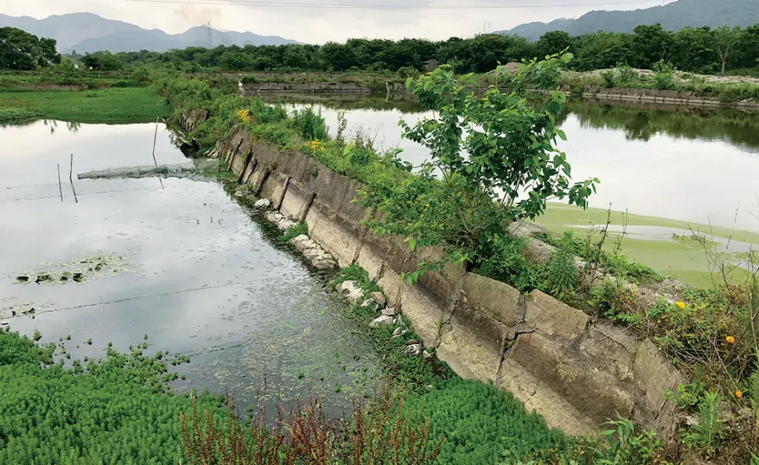 AECOM圩田湿地生境修复案例:浙江鉴洋湖湿地公园首启区 - 知乎