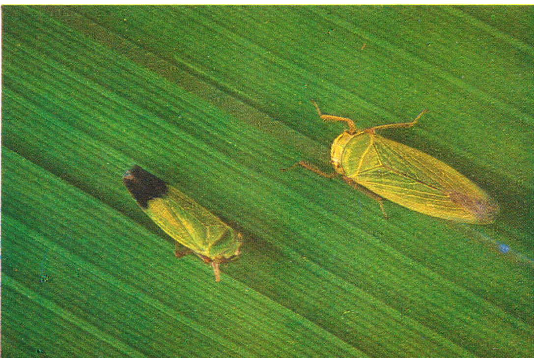 请问这种黄色飞虫是什么虫子