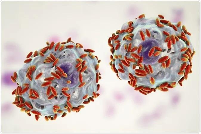 阴道微生态与hpv(人乳头瘤状病毒 human papillomavirus)感染