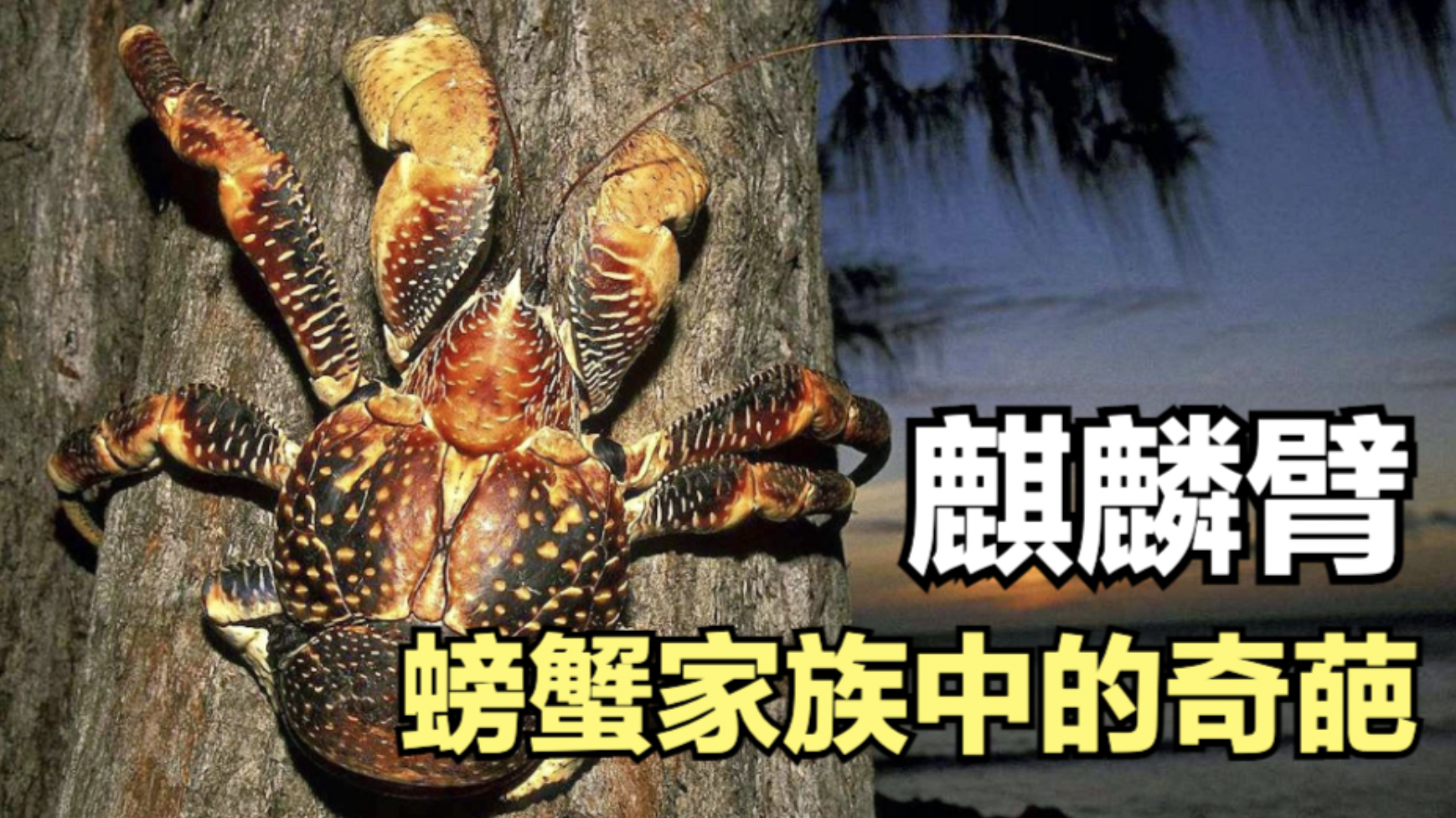 椰子蟹皇帝蟹帝王蟹比较? - 知乎