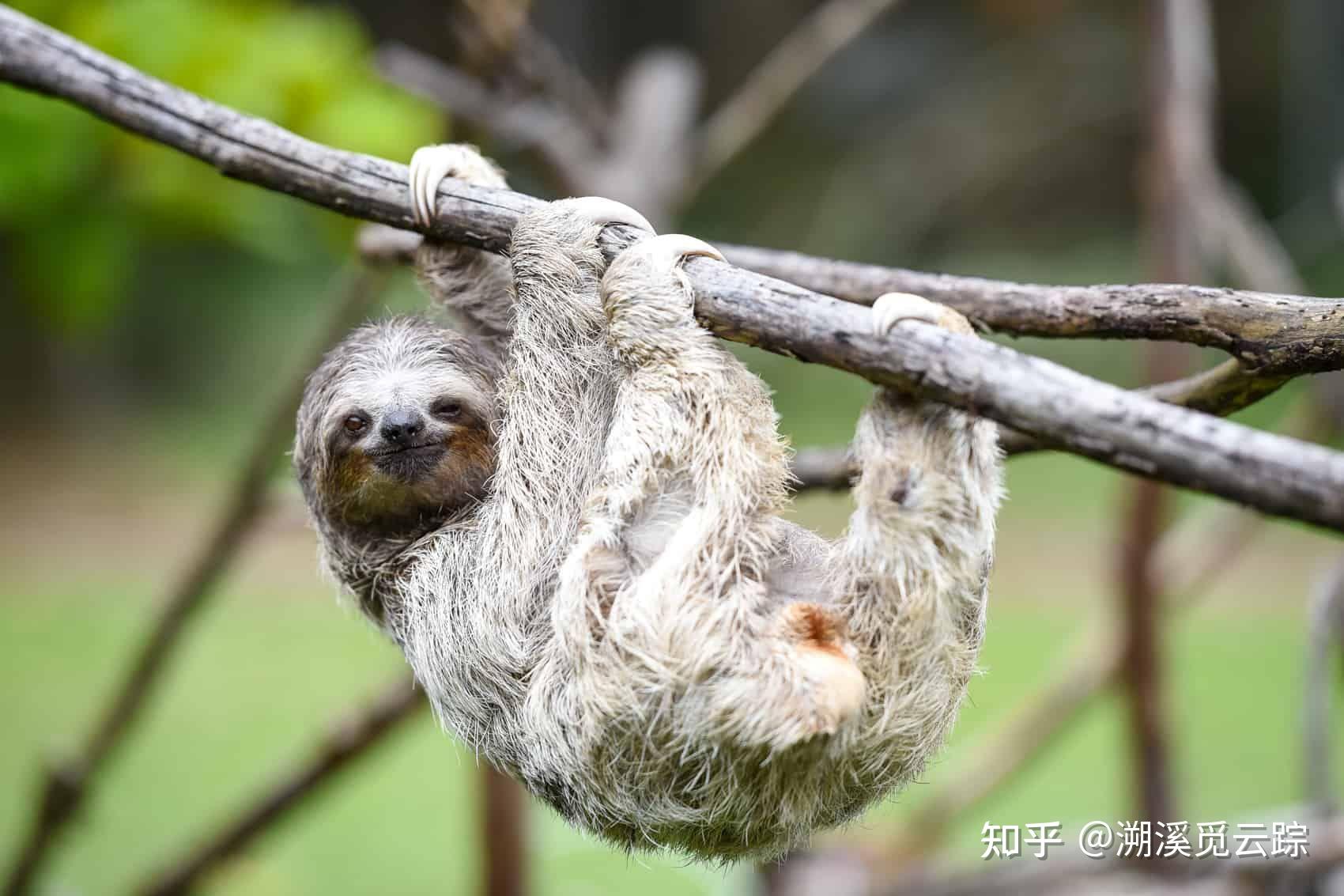树懒的规范中文名是树懒还是树獭? - 知乎