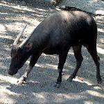 羊为什么是牛科的?