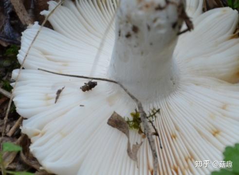 同一种蘑菇的菌褶的褶瓣数是一样或相近的吗,为什么用"稀褶"和"密褶"