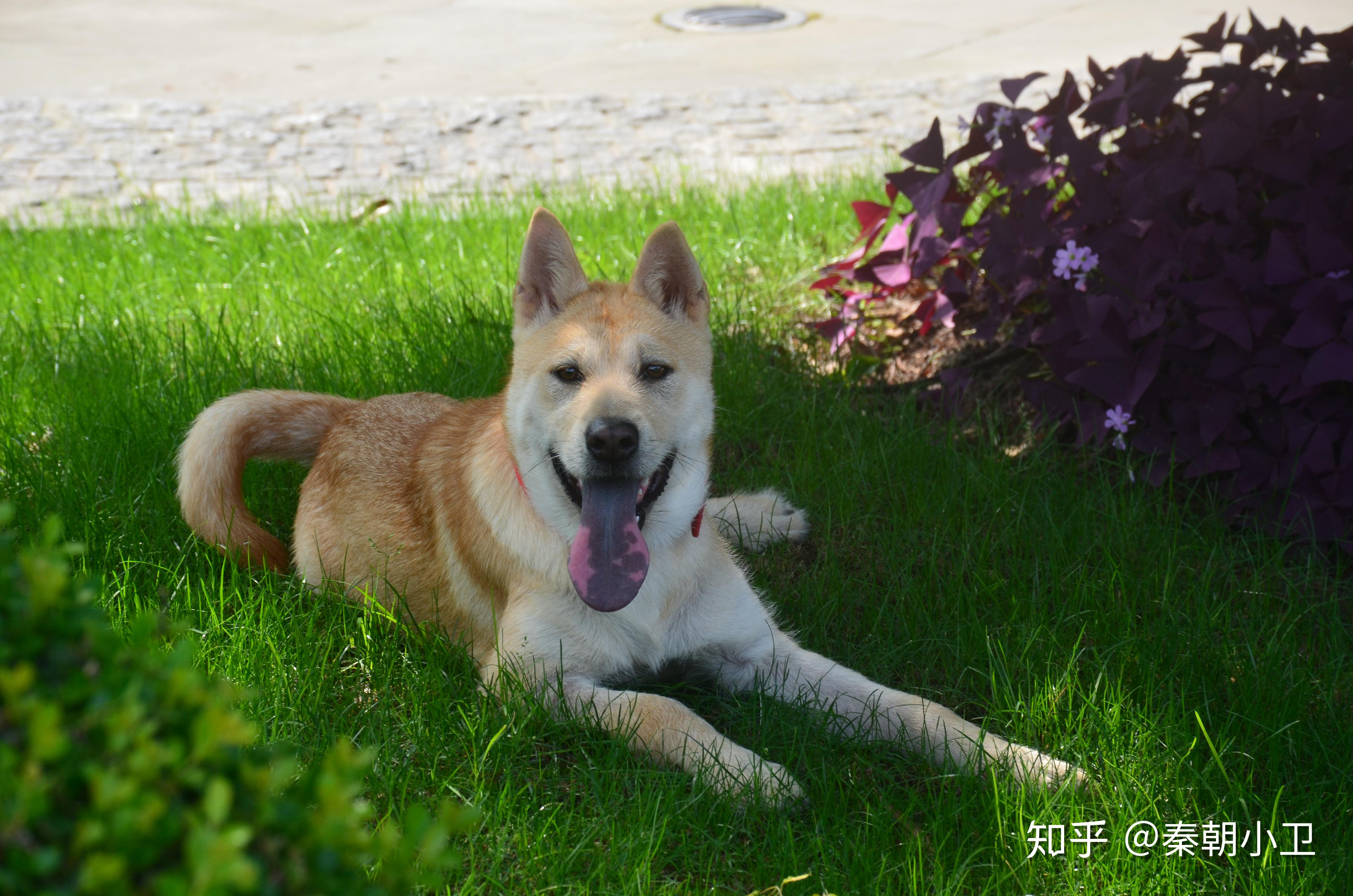 想养一条狗看家,但不想花太多精力,德牧和中华田园犬哪个更推荐?