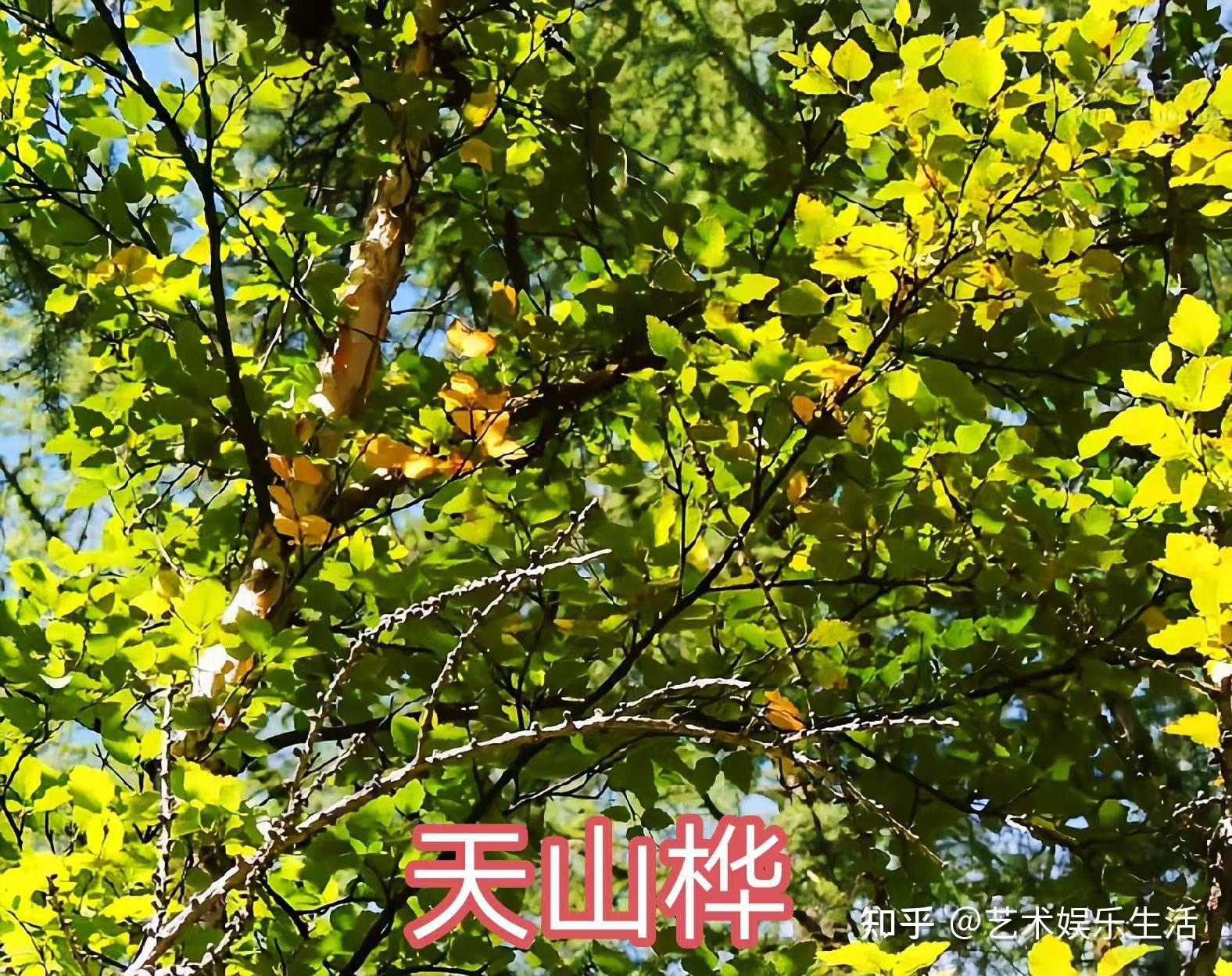 桦木科植物有哪些 - 知乎
