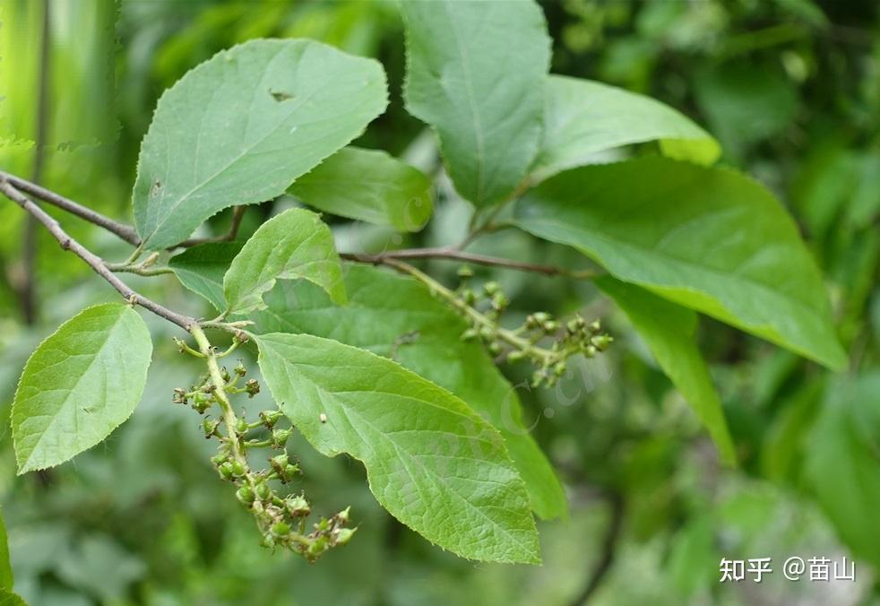 哪本中草药材书藉有介绍药材千斤力? - 知乎