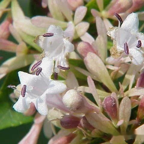 【植物界全系列】爵床科—爵床亚科(四):糯米香