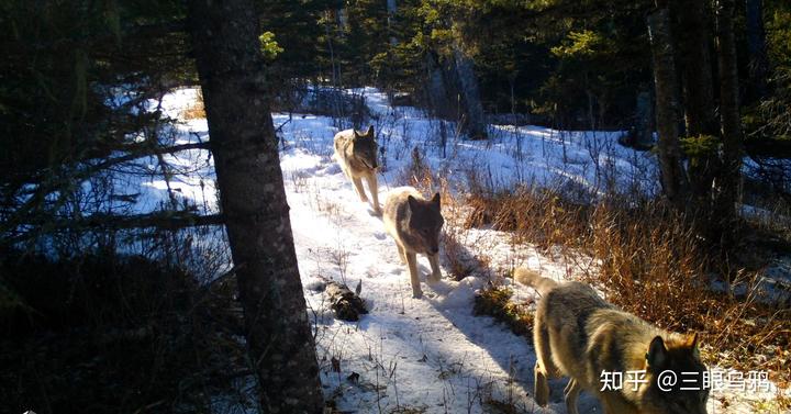 如果将 20 只狼和 500 只鹿放进同一孤岛，最后谁能活下来？