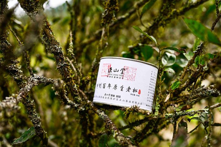 何为“老枞”？且说“枞味”！ - 知乎