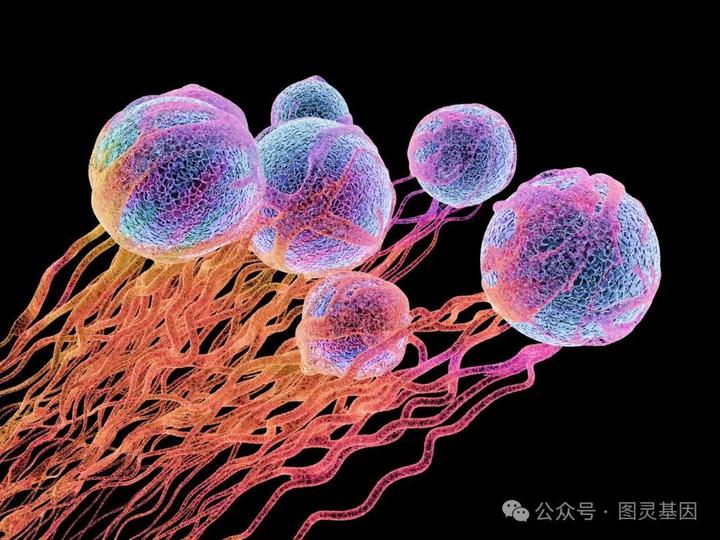 pnas利用crispr提高癌细胞对免疫系统的可见性
