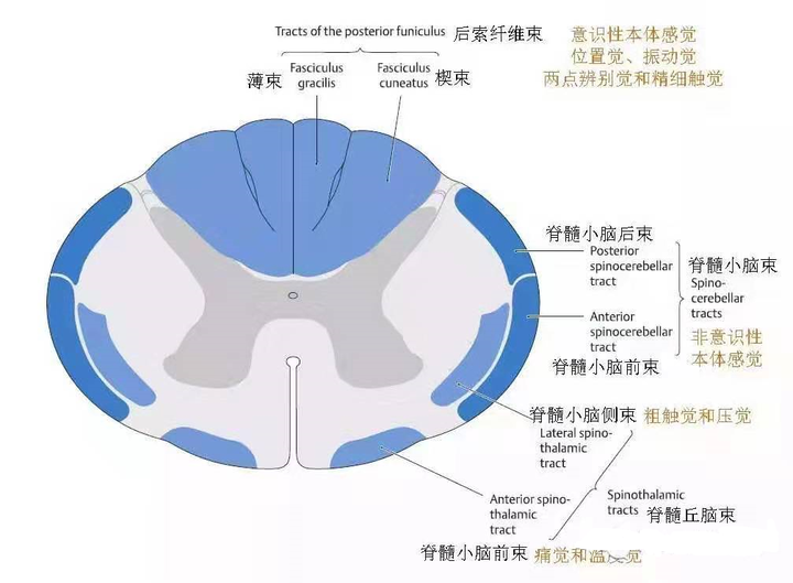 专辑 神经系统 神经传导通路怎么学？ ①导读 知乎 