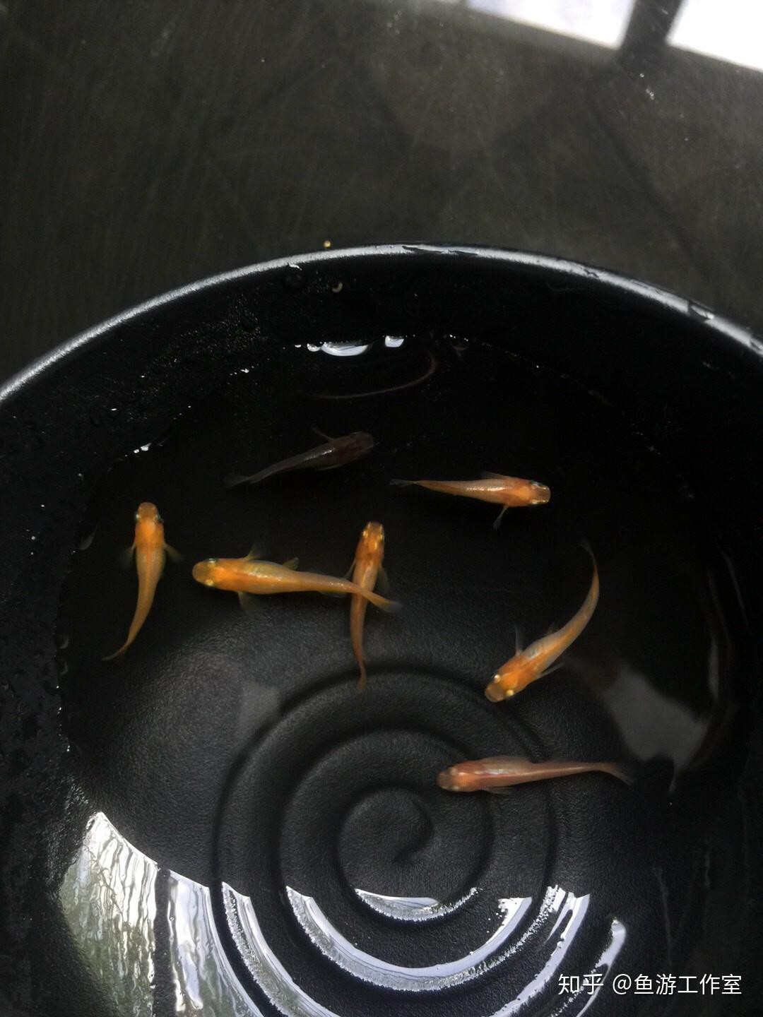 如何在酒杯里养鱼