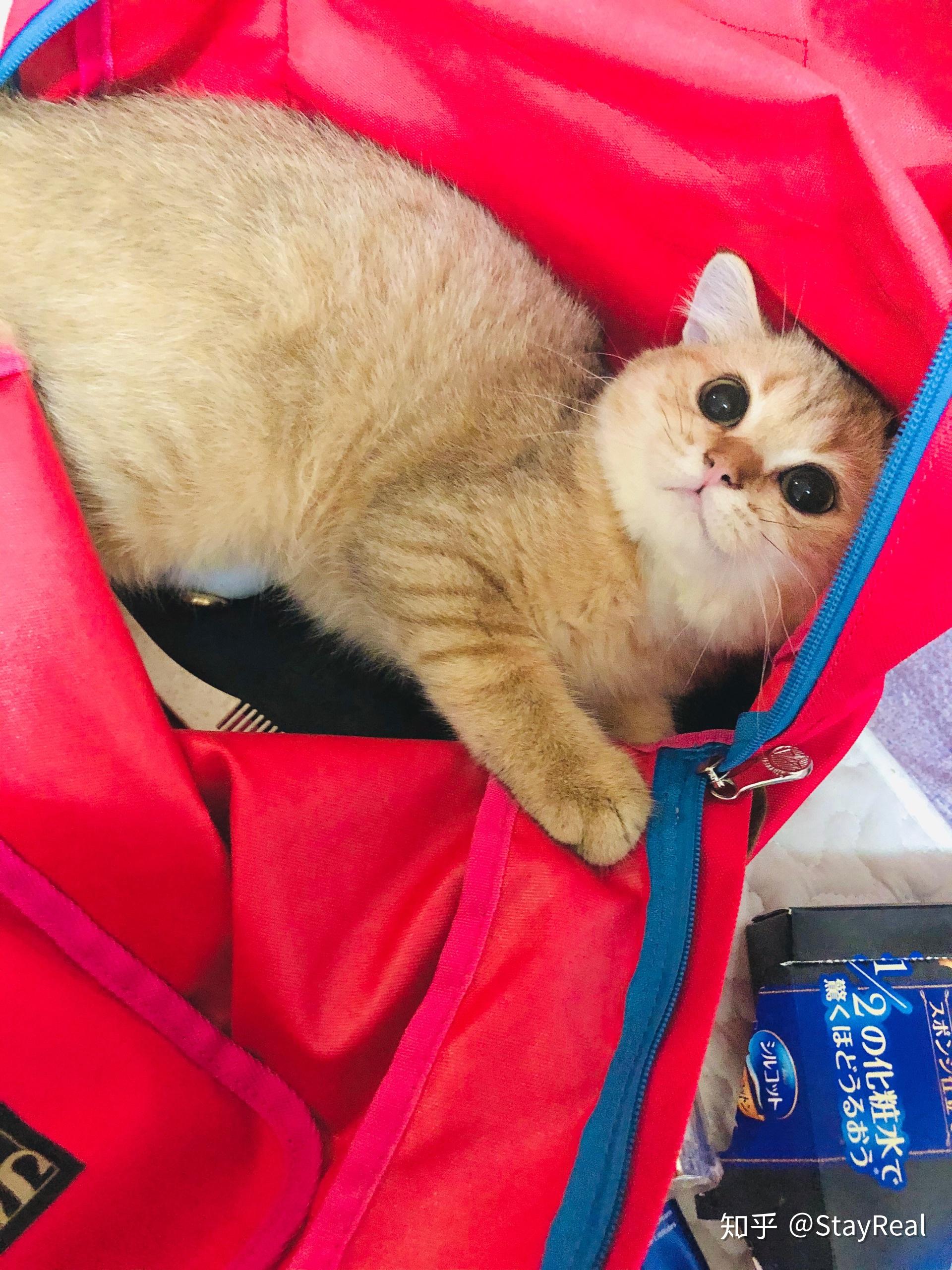 可以看看大家的金渐层吗