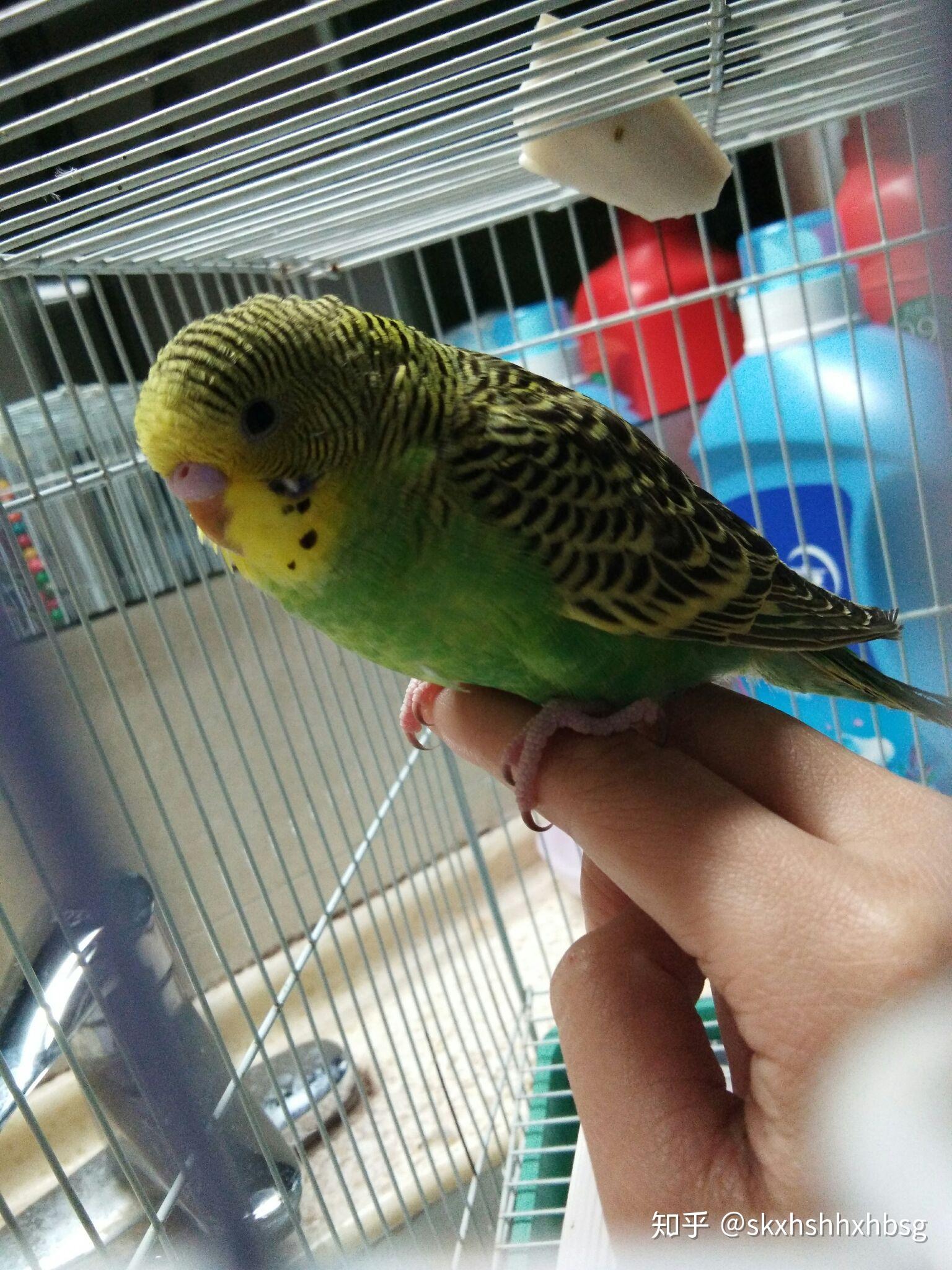 仓鼠可以和虎皮鹦鹉合笼吗