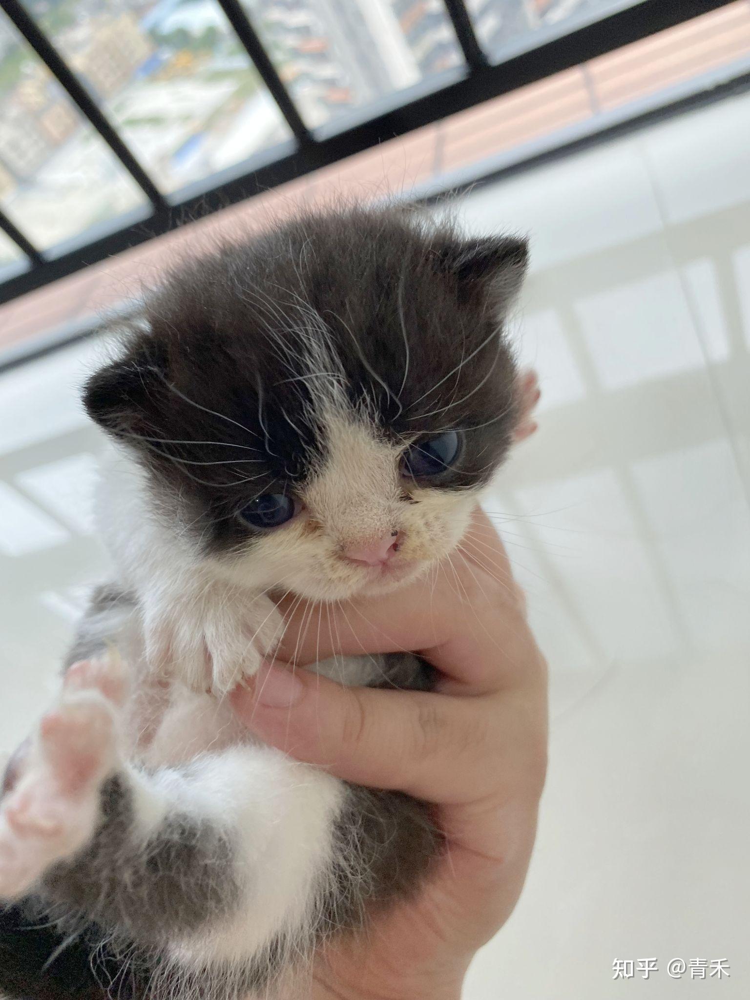 加菲猫配美短? - 知乎