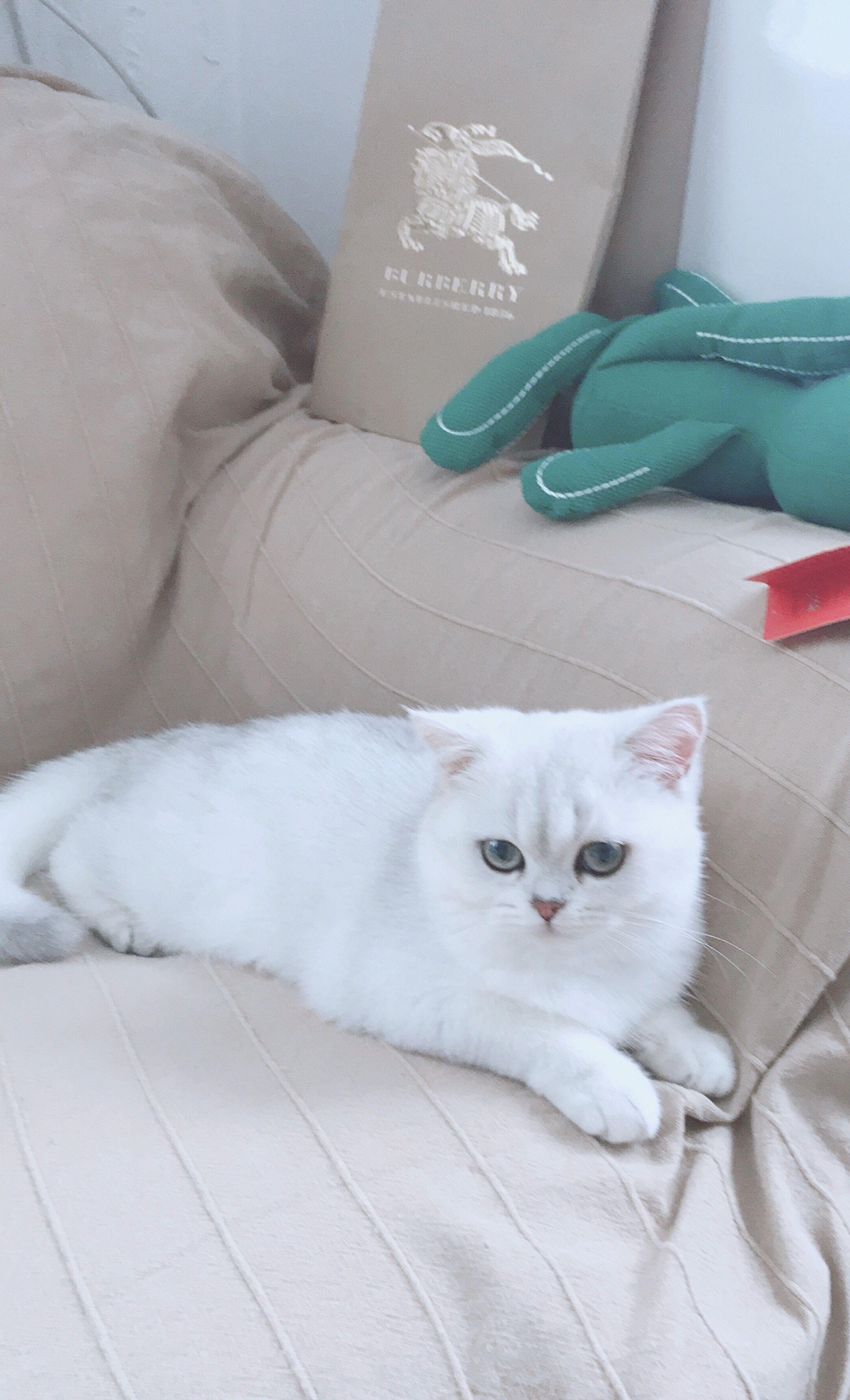 求问这只英短银渐层品相如何