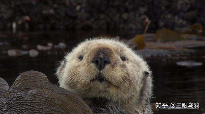 如果将 20 只狼和 500 只鹿放进同一孤岛，最后谁能活下来？