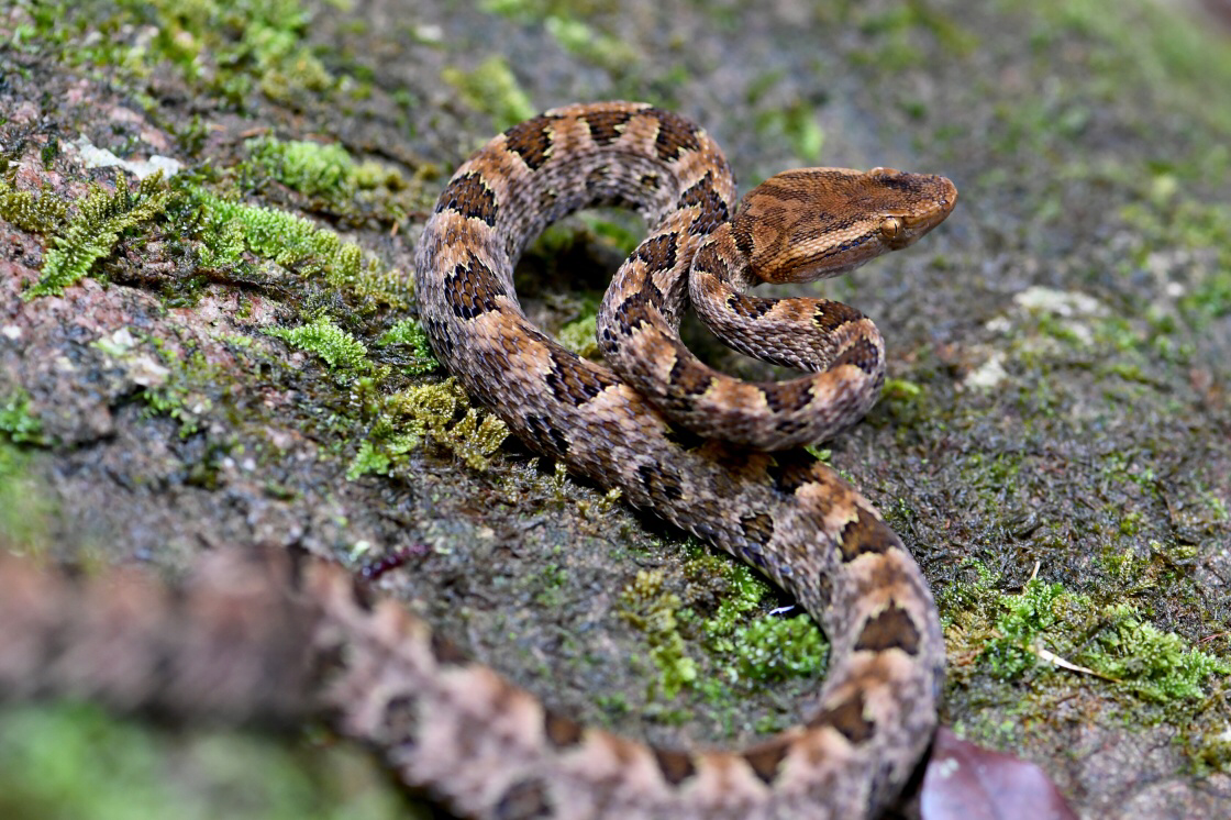 四川地区(成都平原)一种是红色,一种是白底有黑色菱形花纹蛇的种类是