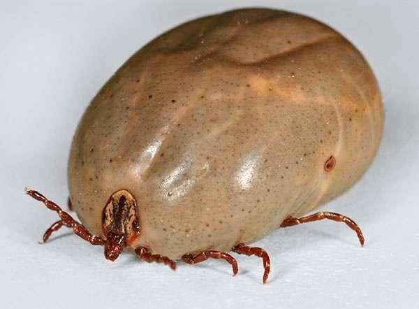 蜱虫(狗豆子)平时在草里吃什么? - 知乎